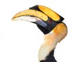 Great hornbill bird Royalty Free Stock Photo