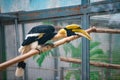 A great hornbill is standing on wooden stick