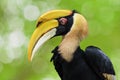 Great hornbill (Buceros bicornis), also known as the great Indian hornbill or great pied hornbill. Royalty Free Stock Photo