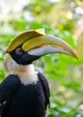 The great hornbill (Buceros bicornis) Royalty Free Stock Photo