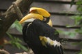 Great hornbill (Buceros bicornis) Royalty Free Stock Photo