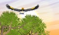 Great hornbill Buceros bicornis fly flies in the sky over green tree crowns. Tropical bird great Indian hornbill at sunset