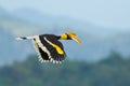 Great Hornbill Royalty Free Stock Photo