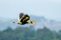 Great Hornbill (Buceros bicornis) Royalty Free Stock Photo