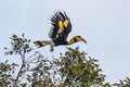 Great hornbill (Buceros bicornis) Royalty Free Stock Photo