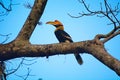 The great hornbill, Buceros bicornis Royalty Free Stock Photo