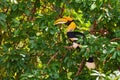 Great Hornbill - Buceros bicornis Royalty Free Stock Photo