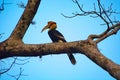 The great hornbill, Buceros bicornis Royalty Free Stock Photo