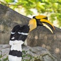 Great Hornbill, Buceros bicornis. Large birds Royalty Free Stock Photo