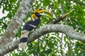 Great Hornbill