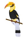 Great hornbill Buceros bicornis sits on a branch. Tropical bird great Indian hornbill.