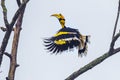 Great hornbill (Buceros bicornis) Royalty Free Stock Photo