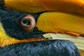 Great Hornbill, Buceros bicornis, from Sulawesi, Indonesia. Rare exotic bird detail eye portrait. Big red eye. Beautiful jungle ho