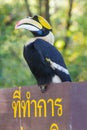 Great hornbill Royalty Free Stock Photo