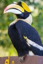 Great hornbill Royalty Free Stock Photo