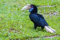 Great hornbill Royalty Free Stock Photo