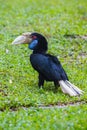 Great hornbill Royalty Free Stock Photo