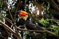 Great Hornbill Coraciiformes hornbill bird resting on branch tree with woods green blurred background of rain forest, wildlife