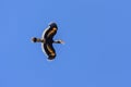 A great Hornbill flying in the blue sky Royalty Free Stock Photo