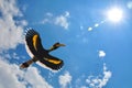 Great hornbill flying