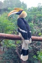 Great Hornbill