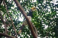 Great Hornbill holding branch of tree in forest Royalty Free Stock Photo