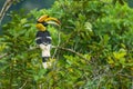 Great Hornbill holing branch of tree in forest