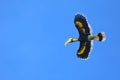 Great hornbill, Great indian hornbill, Great pied hornbill