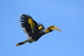 Great hornbill, Great indian hornbill, Great pied hornbill