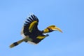 Great hornbill, Great indian hornbill, Great pied hornbill