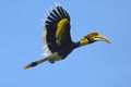 Great hornbill, Great indian hornbill, Great pied hornbill