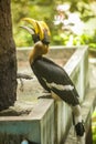 Great Hornbill great Indian hornbill, great pied hornbill, one of larger members of hornbill family, has long brightly colored Royalty Free Stock Photo