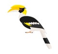 Great hornbill isolated on a white background. Vector illustration in flat style Royalty Free Stock Photo