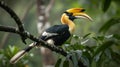 Great hornbill perched on a branch in a lush forest environment looking to the right Royalty Free Stock Photo