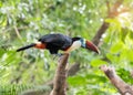 Great hornbill in rainforest