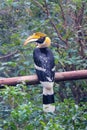 Great Hornbill