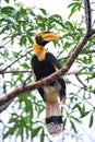Great hornbilll Royalty Free Stock Photo