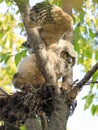 Great Horne Owl baby sitting into the tree nest and practicing flying