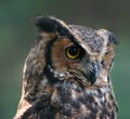 Great Horned Owl