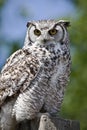 Great Horned Owl Royalty Free Stock Photo