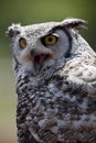 Great Horned Owl Royalty Free Stock Photo