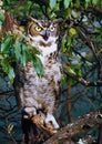 Great Horned Owl