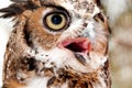 Great horned owl Royalty Free Stock Photo