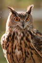 Great Horned Owl Royalty Free Stock Photo