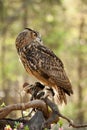 Great Horned Owl Royalty Free Stock Photo