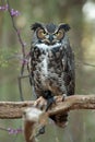 Great Horned Owl Royalty Free Stock Photo