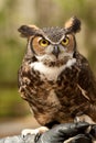 Great Horned Owl Royalty Free Stock Photo