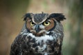 Great Horned Owl Royalty Free Stock Photo