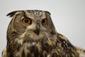 Great horned owl Royalty Free Stock Photo