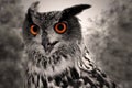 Great Horned Owl Royalty Free Stock Photo